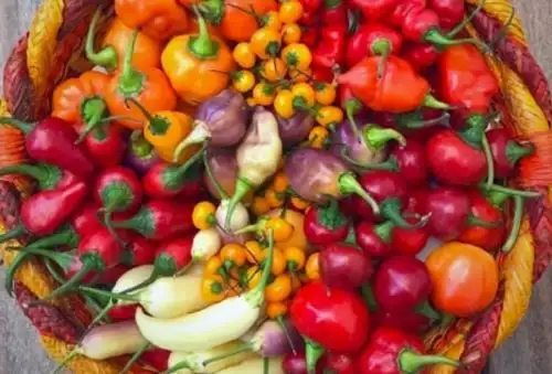 Los ajíes fueron descubiertos y domesticados por los antiguos peruanos e incorporados a su dieta junto con otros alimentos de origen vegetal y animal que, combinados armoniosamente, dieron origen a los primeros platos de las civilizaciones prehispánicas.