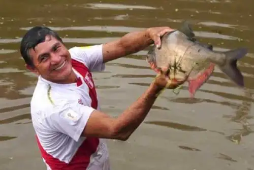El Programa Nacional de Innovación en Pesca y Acuicultura (PNIPA), del Ministerio de la Producción, ha fomentado el desarrollo de 73 subproyectos que, mediante el uso de tecnología, implementan buenas prácticas acuícolas, 
asistencia técnica, infraestructura, capacitaciones, cursos, y talleres, entre otros, para aminorar este valor y generar un incremento en las ganancias de las comunidades beneficiadas.