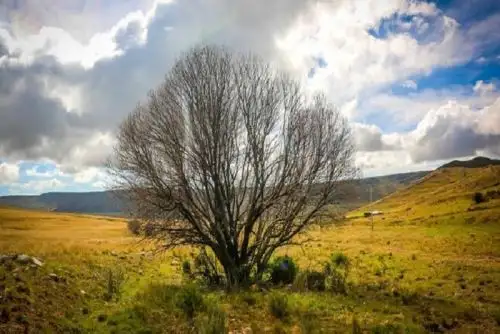 En la plataforma informativa Pronóstico de Riesgo se pueden encontrar los peligros agroclimáticos de diferentes especies de nuestra biodiversidad.