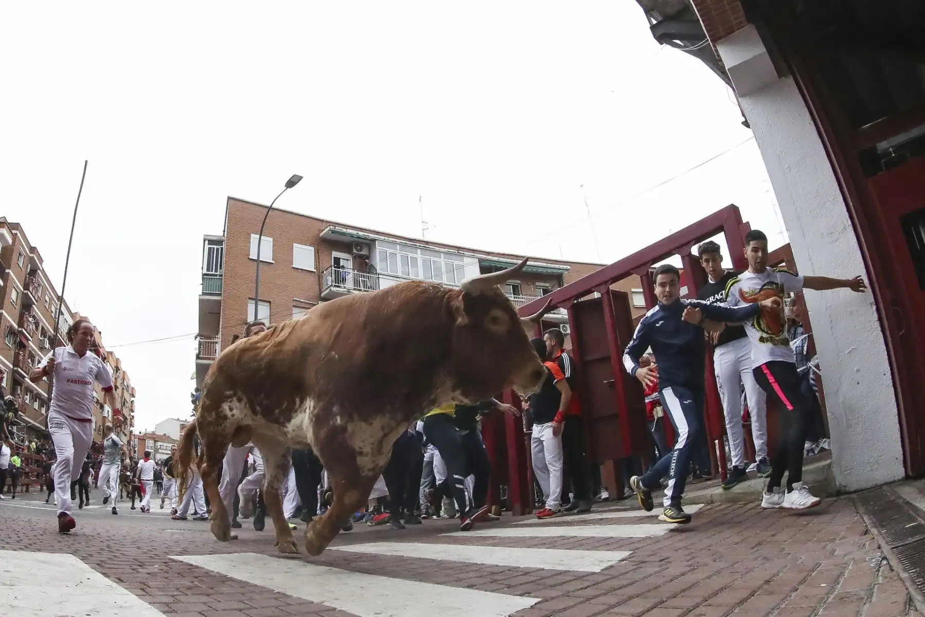 Mozos y toros durante el recorrido del sexto encierro de las fiestas de San Sebastián de los Reyes Foto: EFE