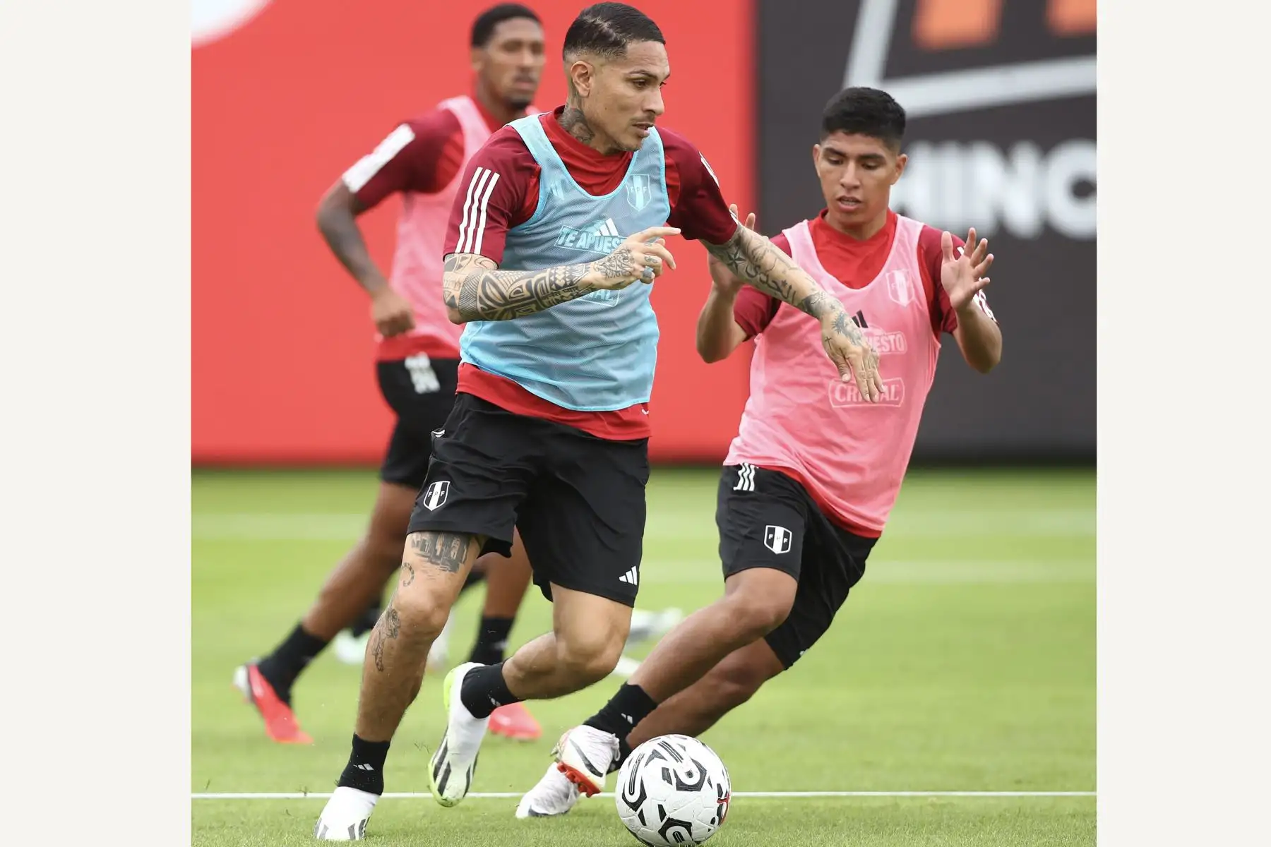 La escuadra nacional trabajo en horas de la mañana e hicieron trabajos con balón y juego en espacio reducidos. Se les notó bien activos a Paolo Guerrero, Jesús Castillo, y Renato Tapia, quienes apenas llegaron al Perú procedente del extranjero se unieron a la concentración en un hotel de San Isidro..
Foto: Selección Peruana