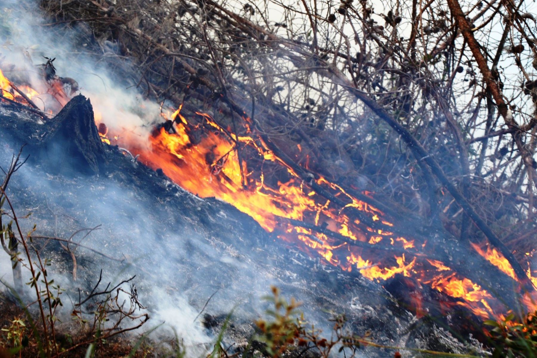 Los incendios afectaron cultivos de pino, eucalipto, café, frutales y matorrales. Foto: ANDINA/Cortesía Eduard Lozano