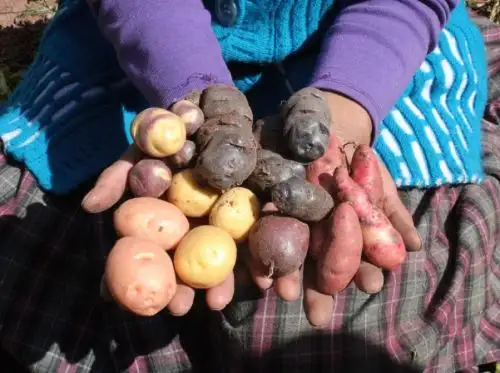 Cotahuasi se convierte en la octava zona de agrobiodiversidad del Perú. Este espacio, que comprende territorios de Arequipa y Ayacucho, preserva una gran variedad de papa, maíz, granos andinos y plantas medicinales.  ANDINA/Difusión