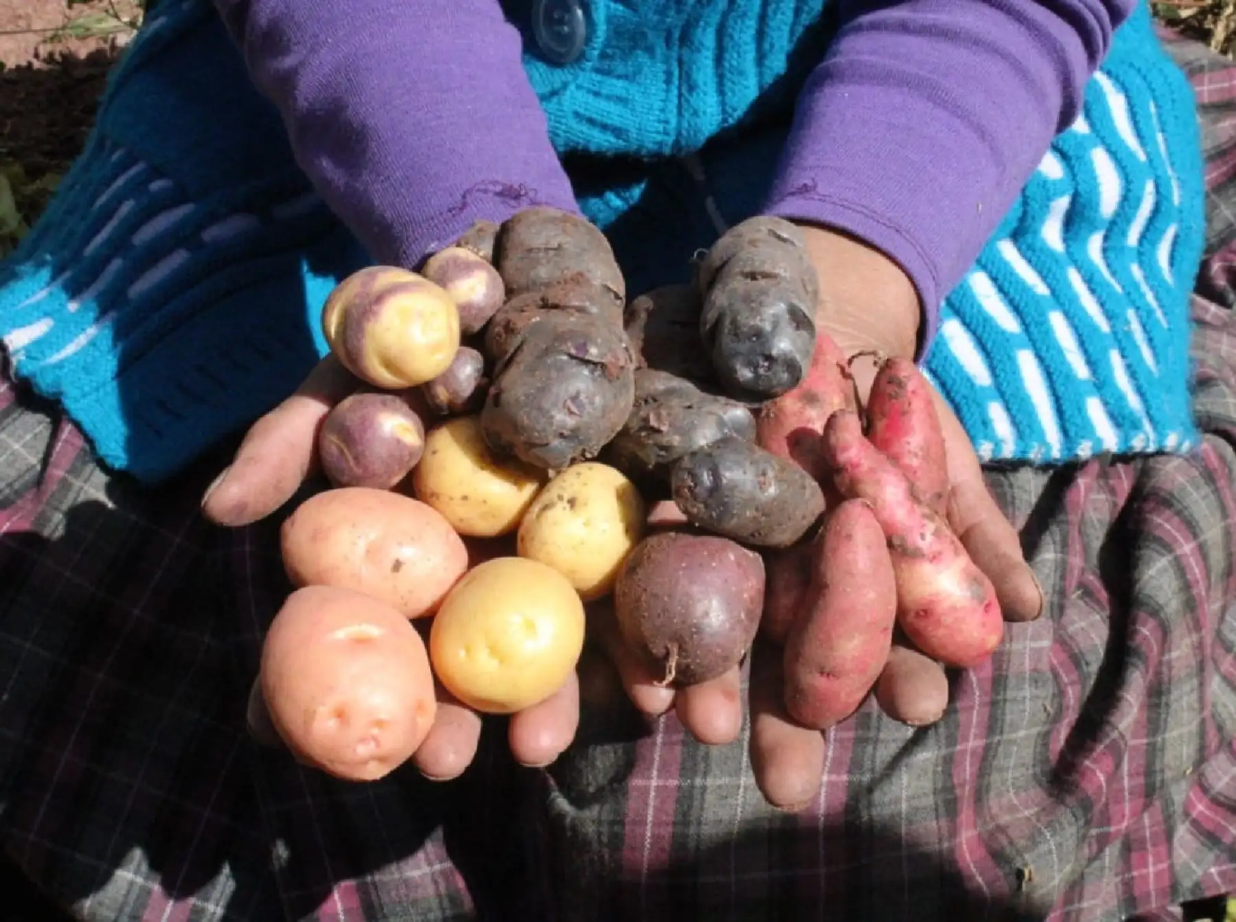 Cotahuasi se convierte en la octava zona de agrobiodiversidad del Perú. Este espacio, que comprende territorios de Arequipa y Ayacucho, preserva una gran variedad de papa, maíz, granos andinos y plantas medicinales.  ANDINA/Difusión