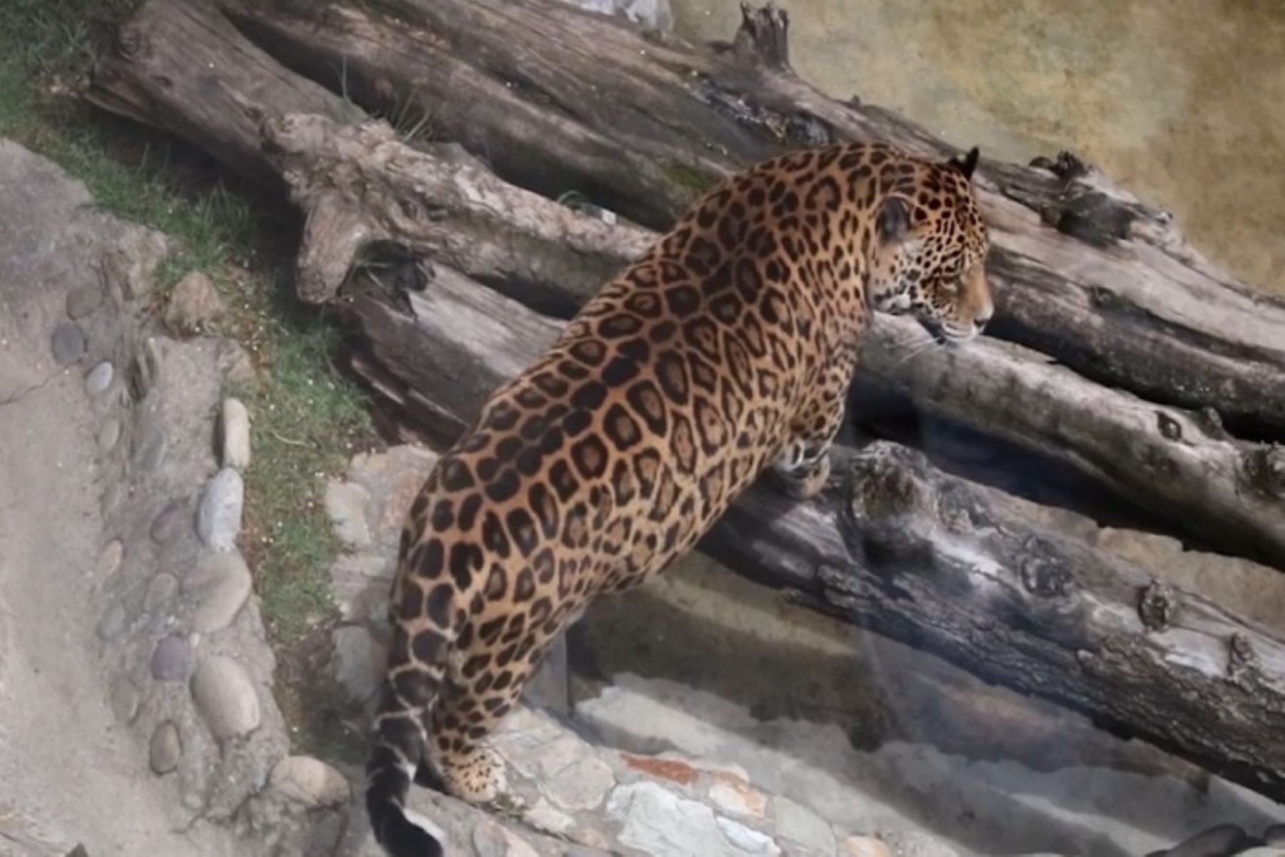Los otorongos, también conocidos como jaguares de agua, están en peligro debido a la degradación de su hábitat y la caza furtiva.
