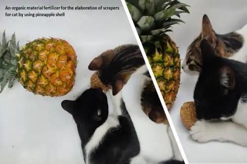 Kelly Curasi Anchayhua decidió apostar por el desarrollo de nuevos materiales orgánicos hechos con residuos de frutas y hasta con pelo de gato.