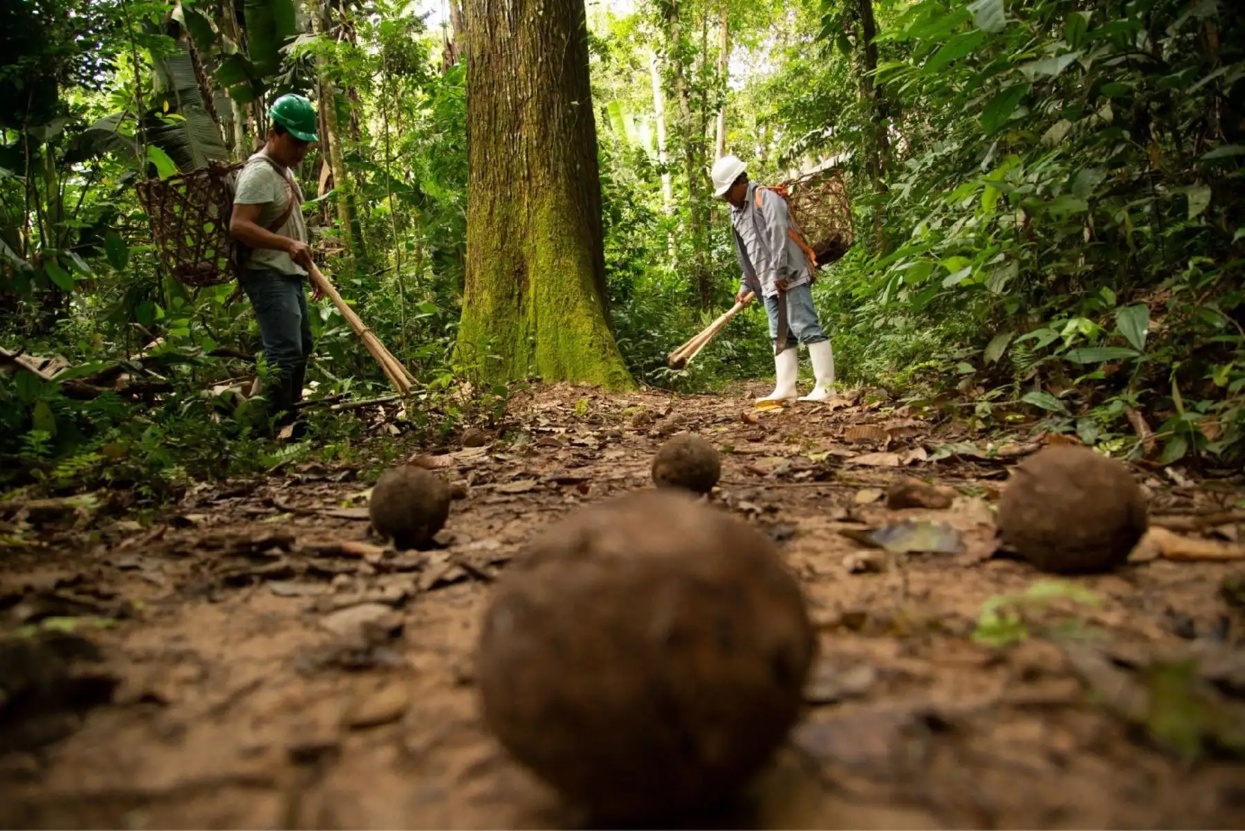 Madre de Dios: INACAL capacita a productores para mejorar la calidad de la castaña