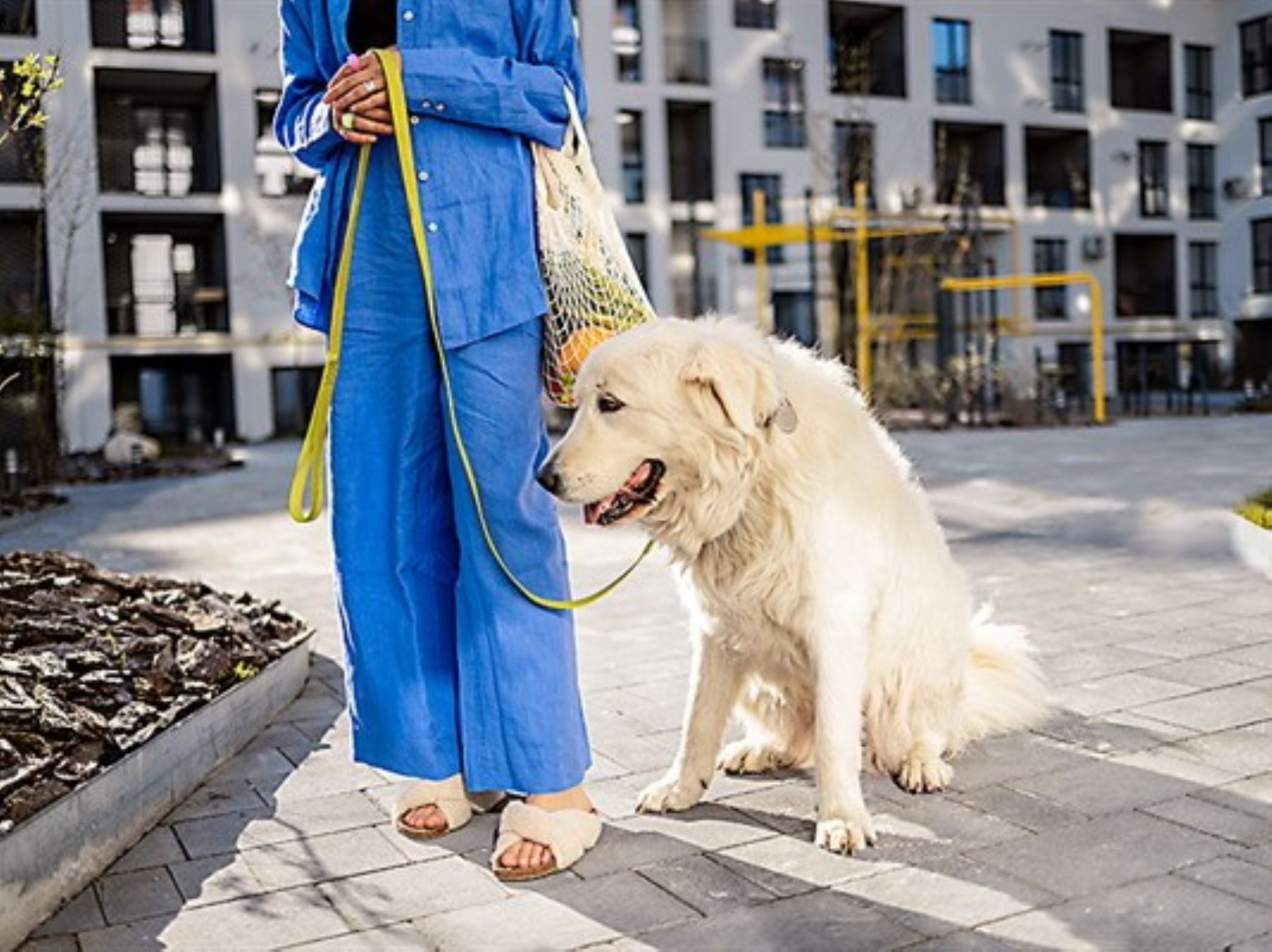Son Perros Prohibidos Para Mantener