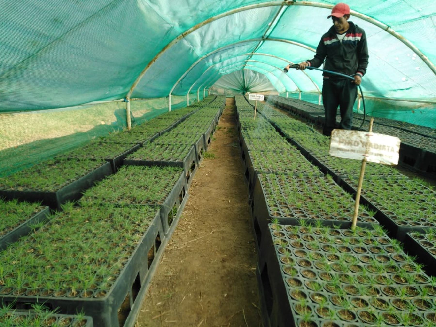 La Gerencia Regional de Agricultura de Lambayeque instalará 500,000 plantones de especies forestales en los distritos altoandinos de Cañaris, Incahuasi y Salas. ANDINA/Difusión