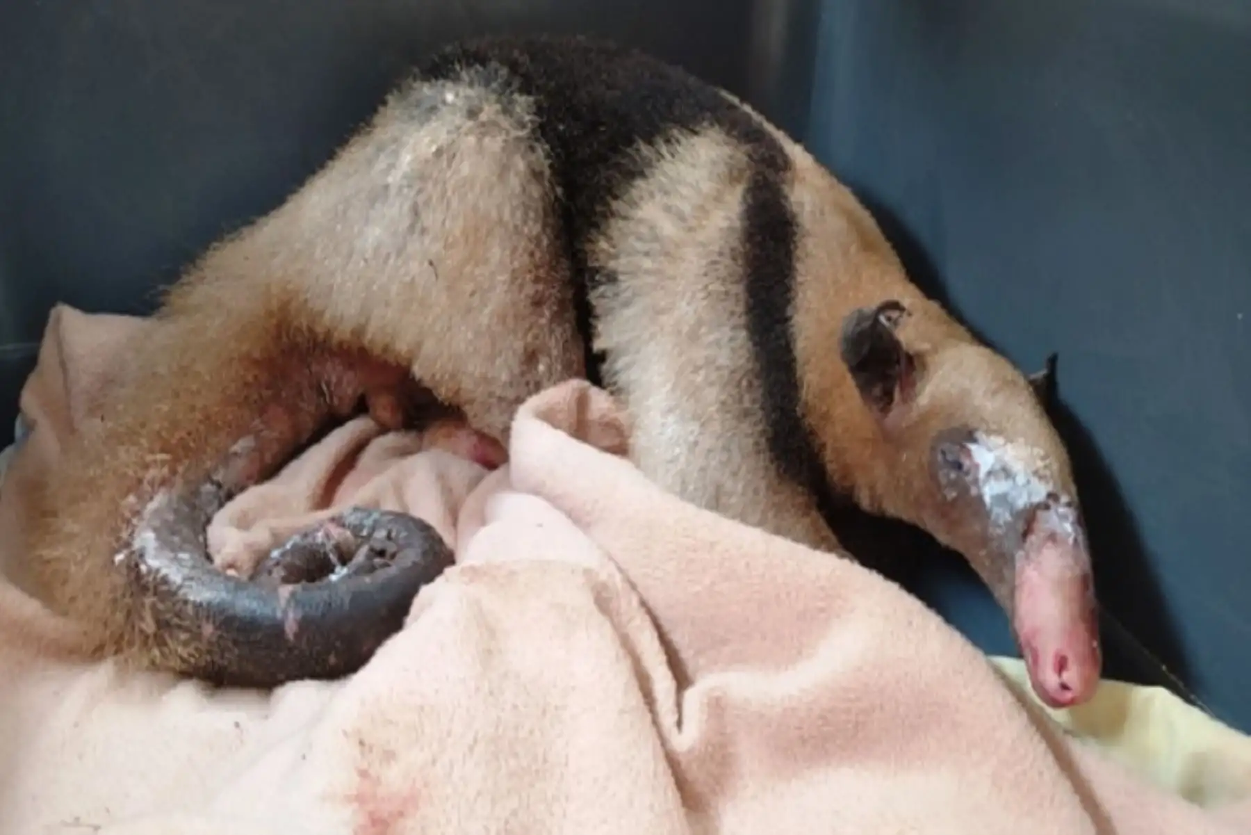 Debido a la gravedad del oso hormiguero rescatadi, su alimentación se hace mediante una sonda gástrica, explicó el Serfor.