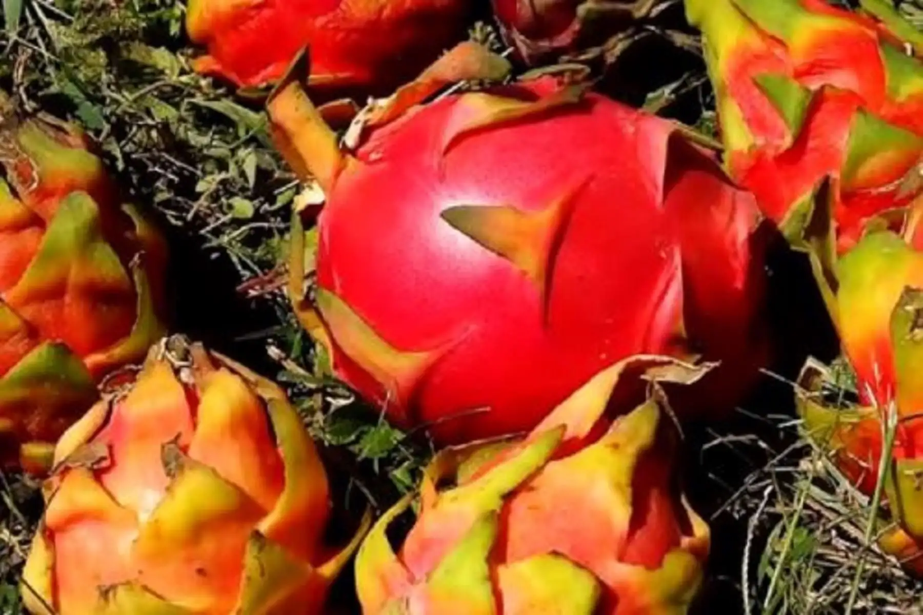 Fruto es muy reconocido por sus propiedades antioxidantes.