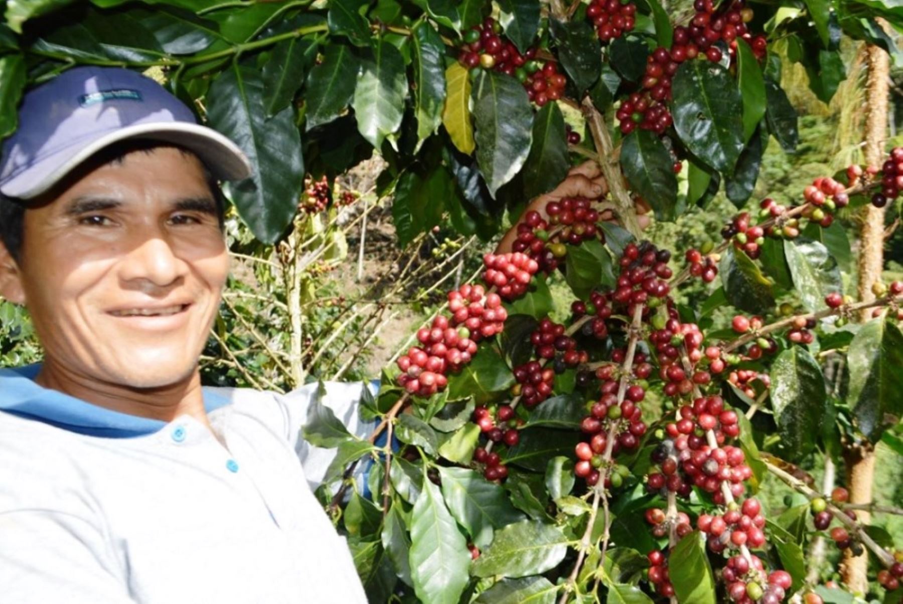 El café orgánico es un producto insignia de la región Piura y beneficia a más de 16,000 familias caficultoras directa e indirectamente, quienes cultivan un área aproximada de 8,350 hectáreas.
