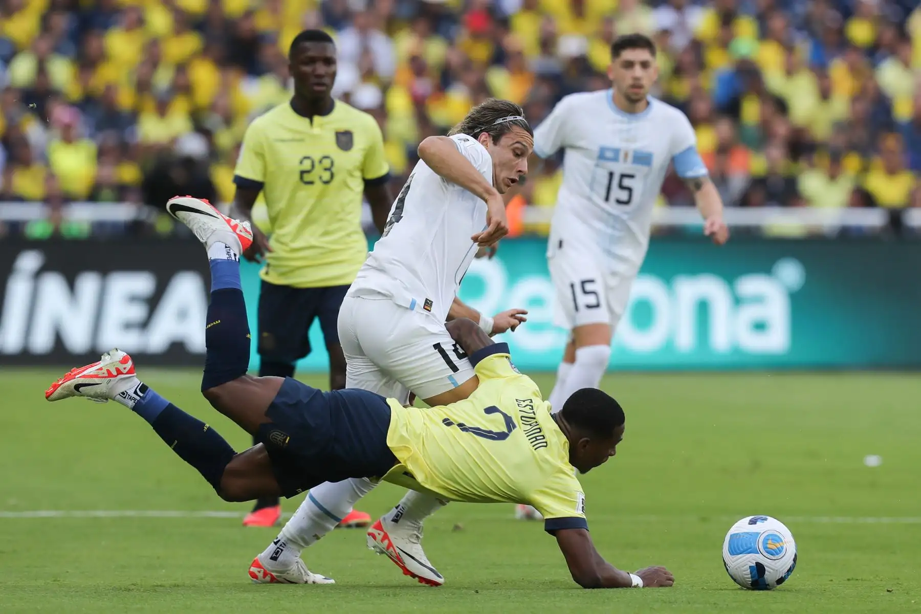 Pervis Estupiñán (abajo) de Ecuador disputa el balón con Agustín Canobbio (c) de Uruguay hoy, en un partido de las Eliminatorias Sudamericanas para la Copa Mundial de Fútbol 2026 entre Ecuador y Uruguay en el estadio Rodrigo Paz Delgado en Quito (Ecuador).
Foto: EFE