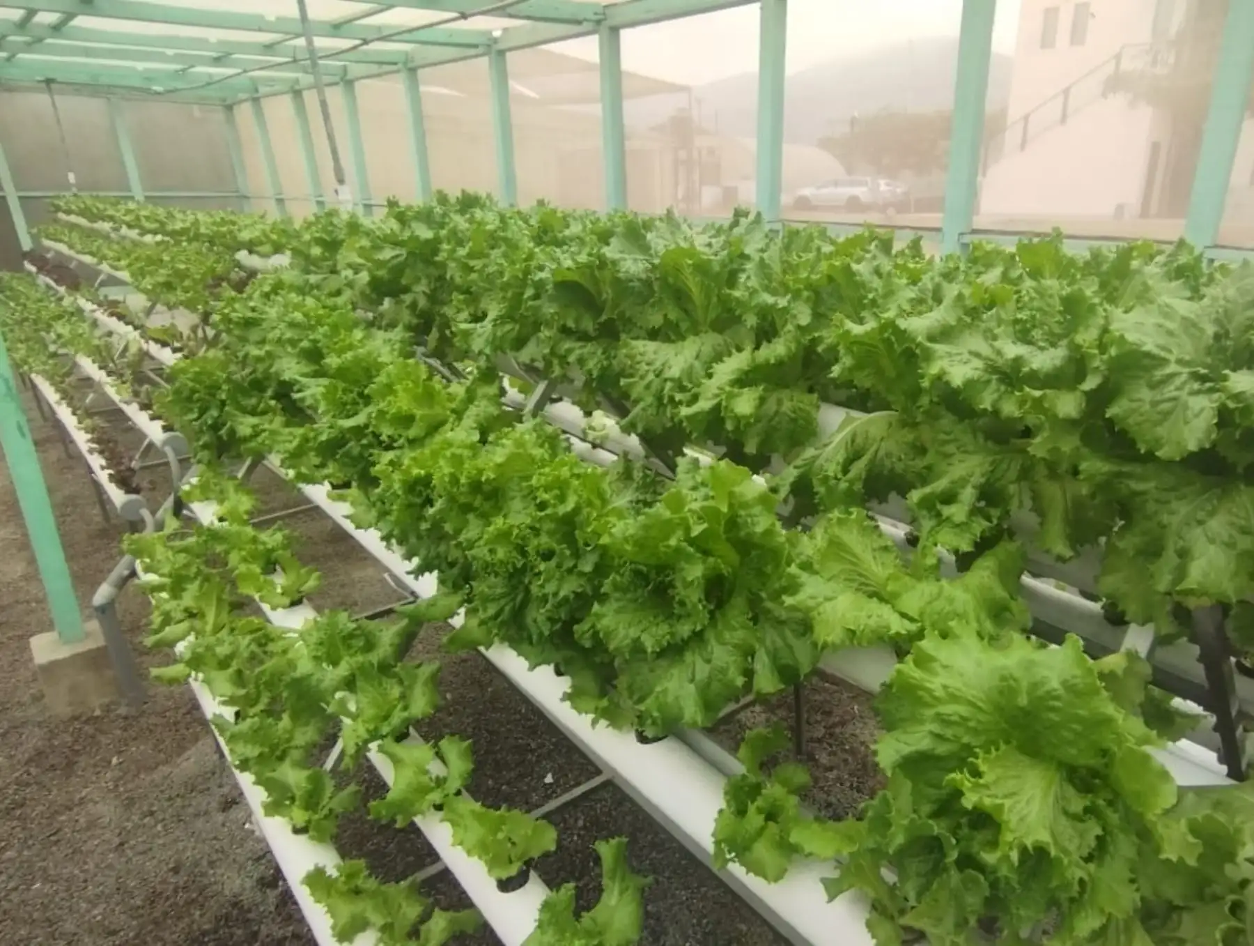 El INIA anunció el próximo inicio de la instalación de módulos hidropónicos para enfrentar el impacto por déficit de lluvias a causa del Fenómeno de El Niño en nueve regiones del país. Foto: ANDINA/difusión.
