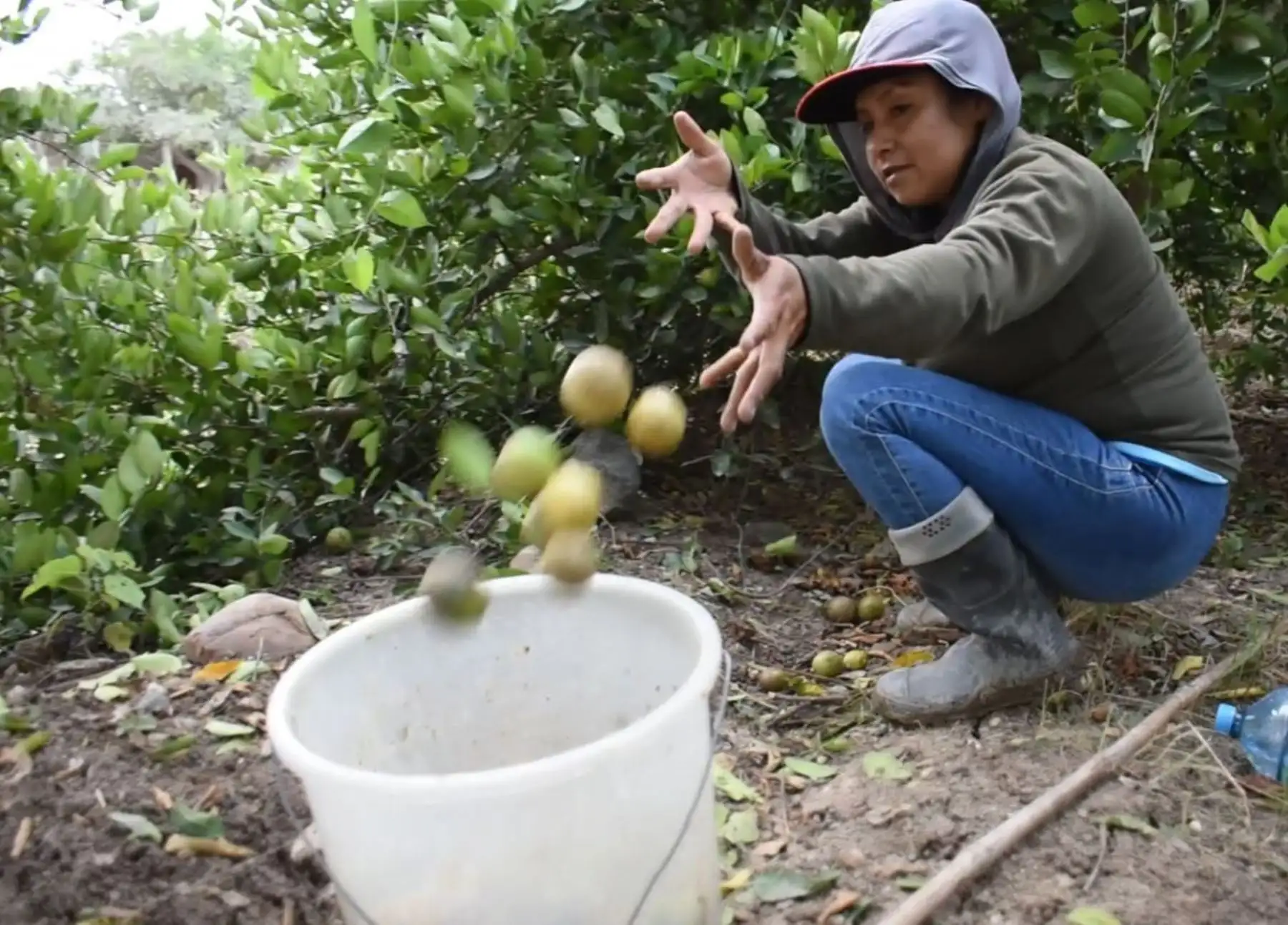 Piura y Tumbes intensifican acciones para el control de plagas que pueden afectar al limón y también para combatir el contrabando. ANDINA/Difusión