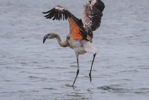 La principal dieta alimenticia de los polluelos de flamenco se basa en invertebrados y pequeños moluscos.