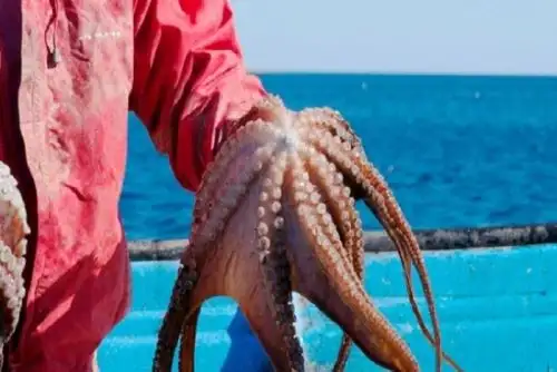 Más de 500 pescadores se beneficiarán con la extracción del recurso de forma sostenible, contribuyendo a impulsar la economía del sector.