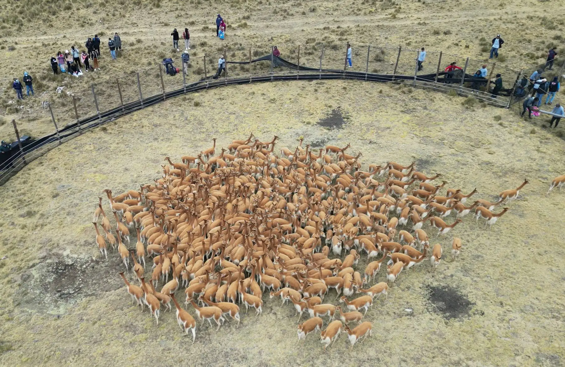 Los comuneros lograron arrear a cerca de 300 vicuñas durante el chaccu ecoturístico en la comunidad campesina de San Juan de Ondores, región Junín. Foto. ANDINA/Cortesía Pedro Tinoco