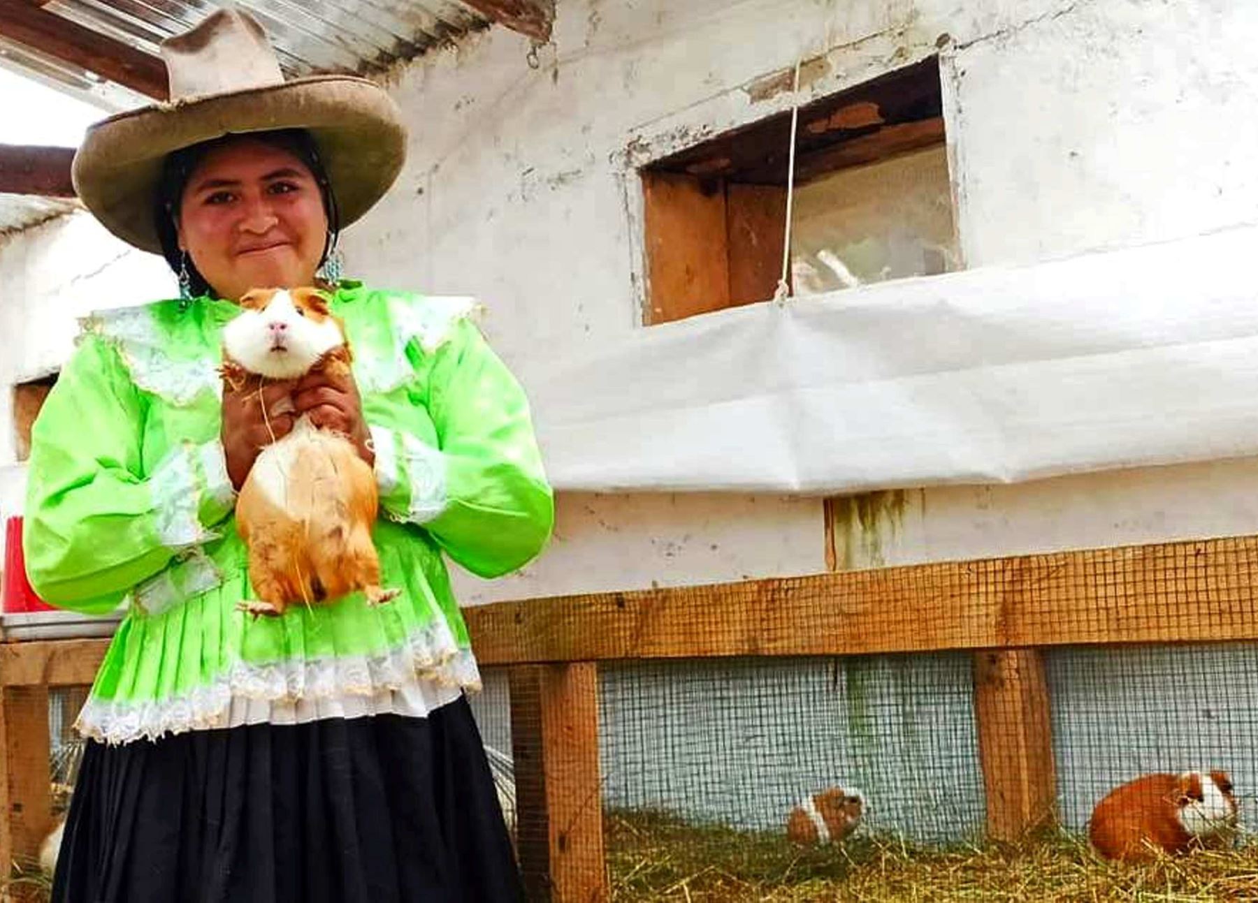 Cajamarca anuncia la quinta edición del Caxacuy, un certamen que busca promover la producción y consumo de cuy en dicha región que está en camino de convertirse en la primera región productora de cuy en Perú. ANDINA/Difusión