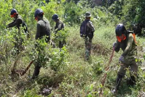 También se destruyeron ocho laboratorios rústicos, siete en Huánuco y uno en Pasco, utilizados para la elaboración de droga.