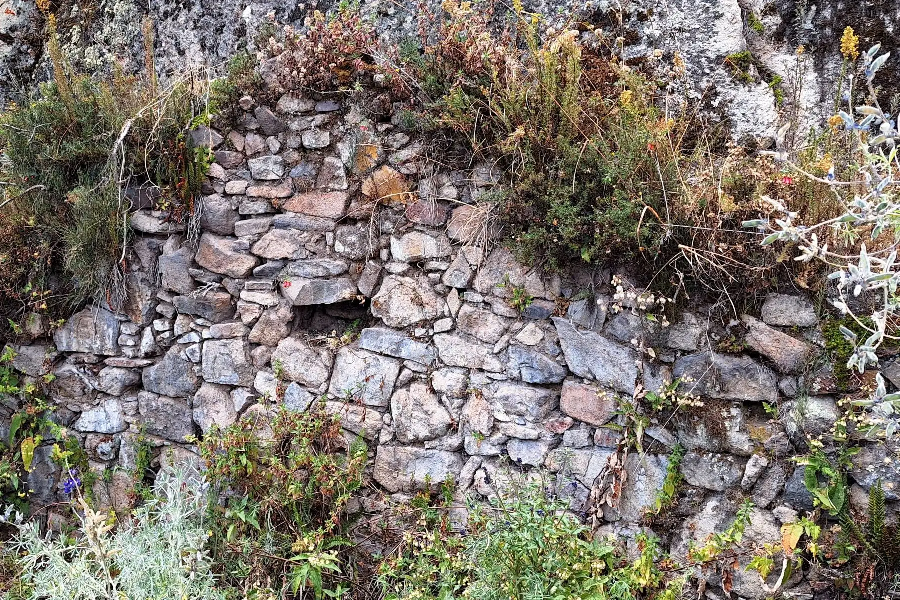 Los muros de piedra del Complejo Arqueológico El Gran Shamana, ubicado en La Libertad, se extienden por alrededor de 5 kilómetros. Foto: Luis Puell