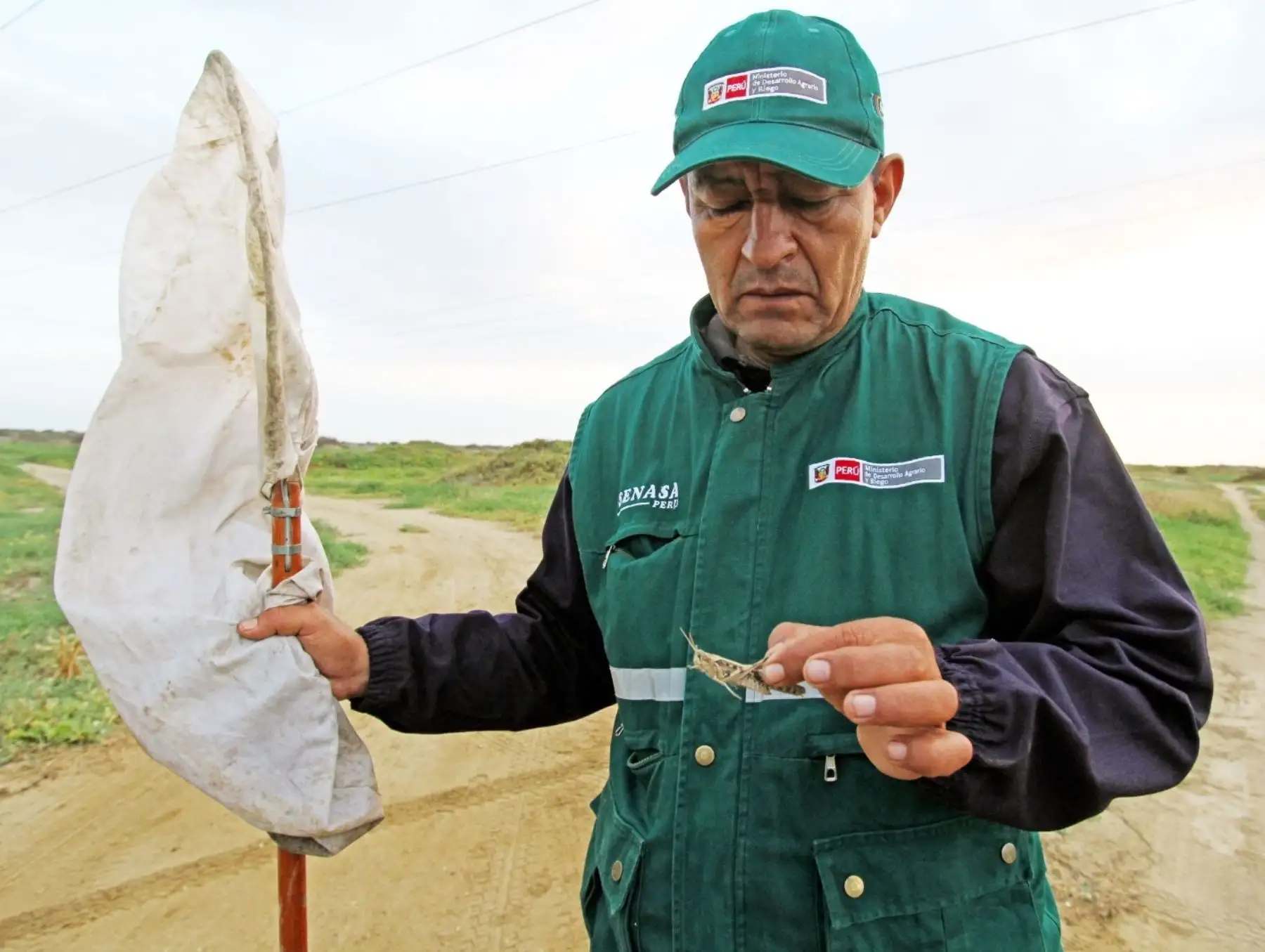 Senasa ejecuta plan preventivo para evitar la plaga de langostas en zonas agrícolas ante la inminente llegada del Fenómeno El Niño 2023-2024. ANDINA/Difusión