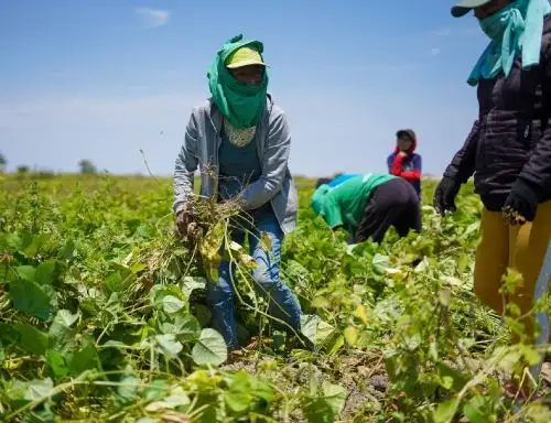 Productores piuranos exportarán a Corea frejol loctao.