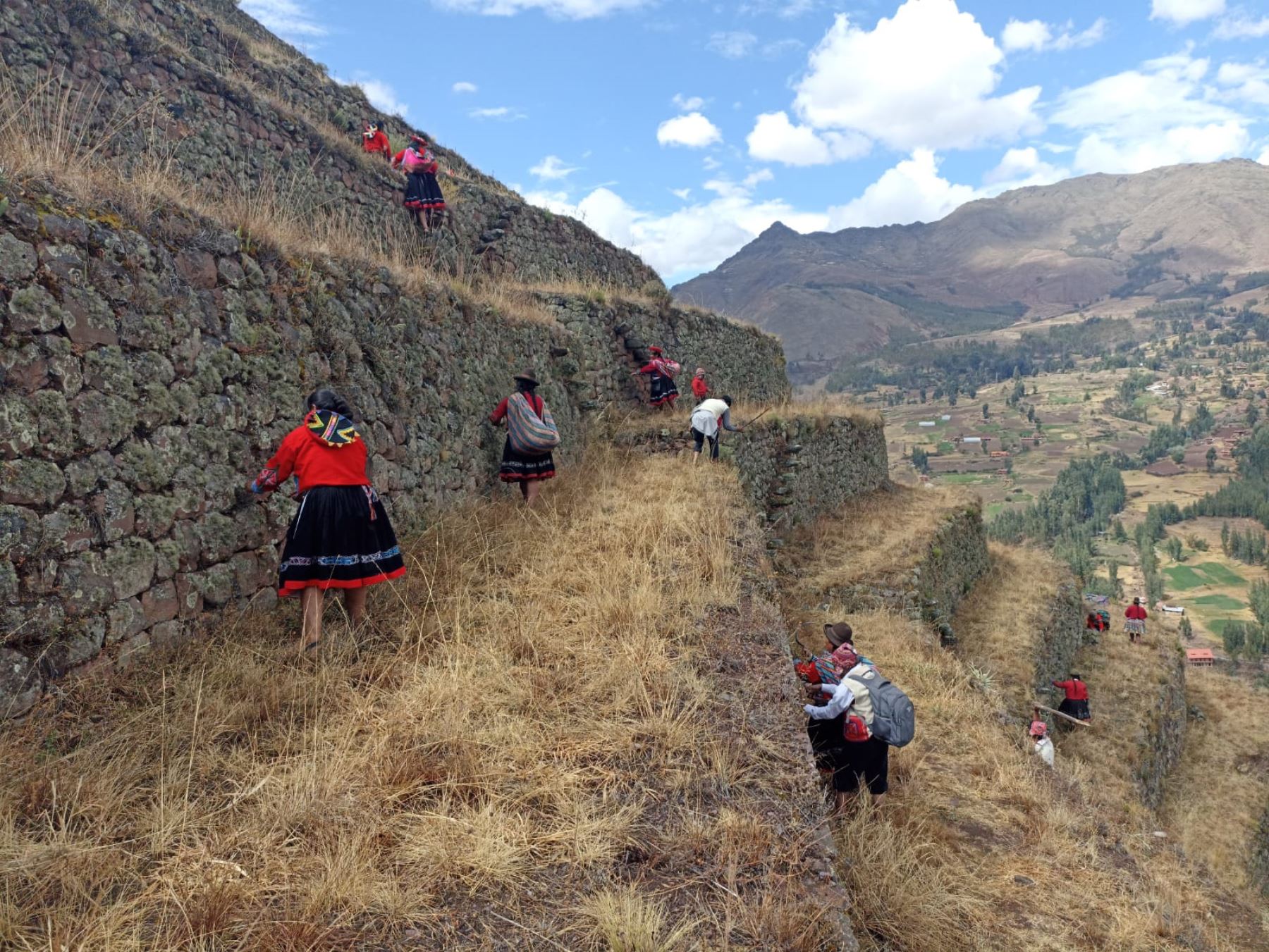 Pobladores y artesanos participaron de las labores de limpieza y mantenimiento de los andenes inca del parque arqueológico de Pisac. ANDINA/Difusión