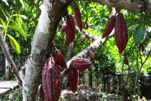 El Inacal trabaja para que productores y agricultores de Loreto, San Martín, Madre de Dios y Ucayali incorporen las más de 17 NTP, a fin de impulsar los requisitos de calidad de frutos amazónicos.