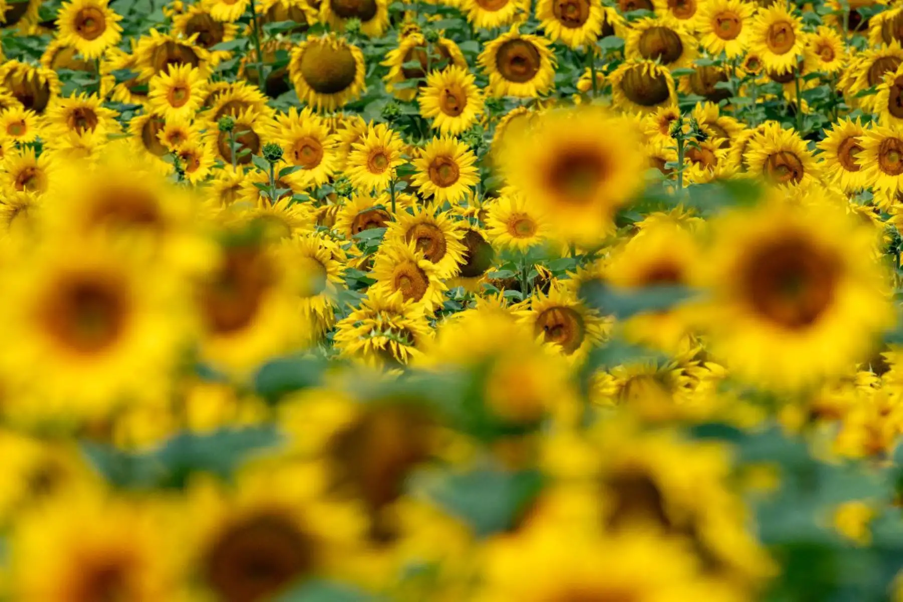 En distintos puntos de Lima se observó jóvenes llevando flores amarillas. Foto: AFP