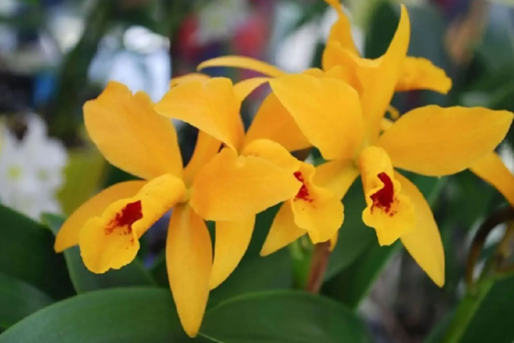 Orquídea amarilla