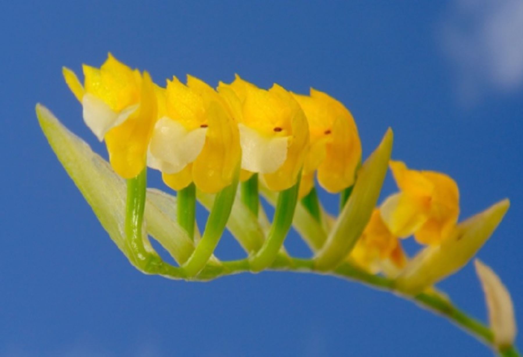 Orquídea Brassia andina de color amarillo