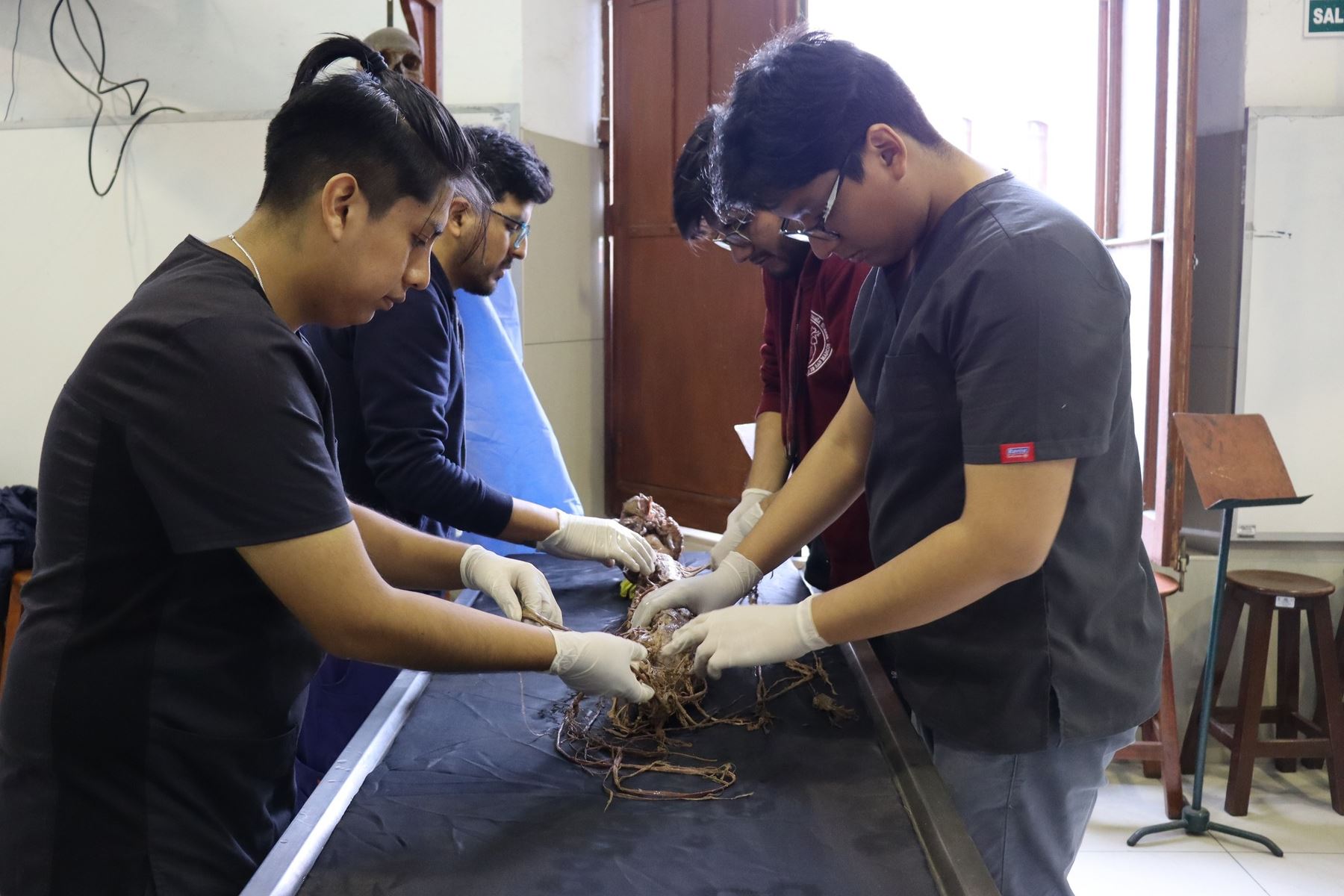 Estudiantes sanfernandinos realizan la primera disección aislada del Sistema Nervioso en nuestro país en una muestra cadavérica rescatada tras la pandemia. Foto: UNMSM