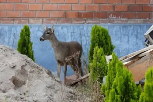 El venado de edad juvenil se encontraba en una etapa inicial de gestación, lo que requirió una atención médica especialmente adaptada a su estado.