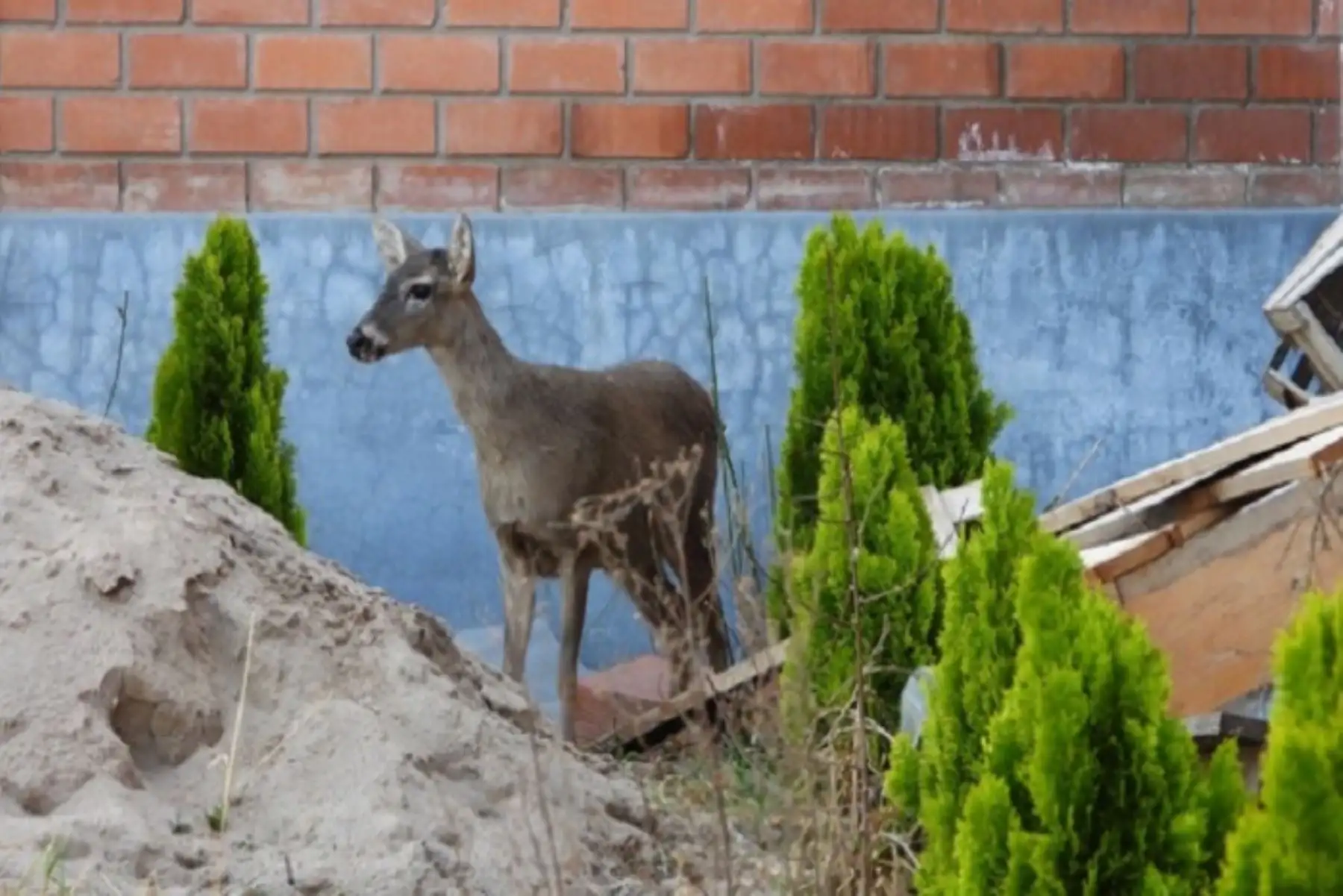 El venado de edad juvenil se encontraba en una etapa inicial de gestación, lo que requirió una atención médica especialmente adaptada a su estado.