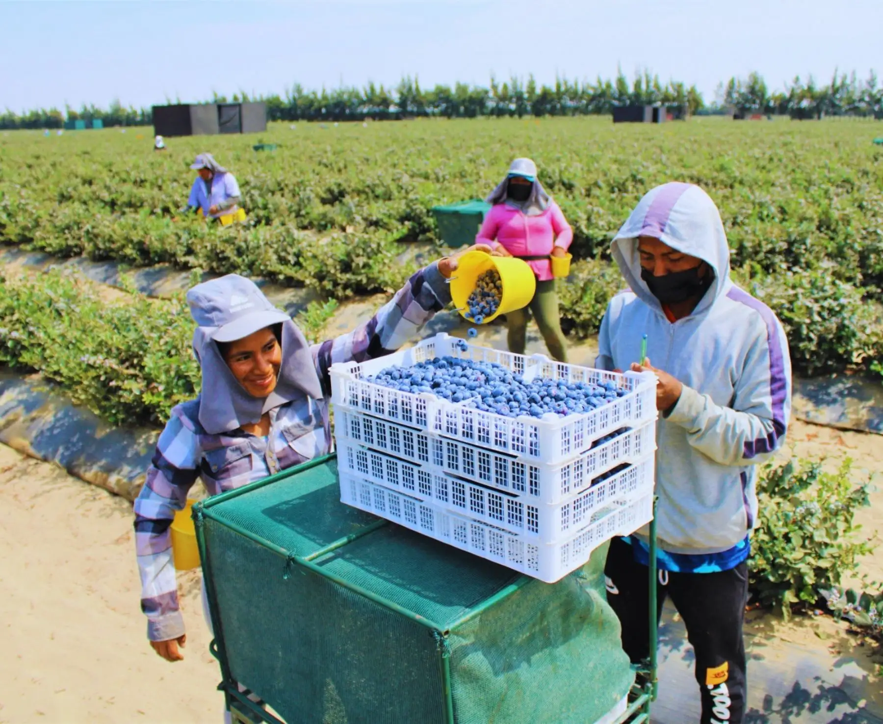 La agroindustria es el motor de la economía de la región Lambayeque y el distrito de Olmos es el principal beneficiado por esta importante actividad económica.