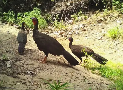 Las cámaras trampa confirman el aumento de la población de la pava aliblanca, una ave emblemática del Perú, en el Refugio de Vida Silvestre Laquipampa, área natural protegida ubicada en Lambayeque. Foto: cortesía Refugio de Vida Silvestre Laquipampa