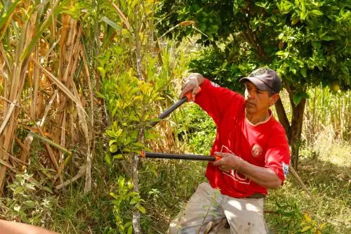 Niño Global: Lo que debes saber para que la mosca de la fruta no afecte tu producción