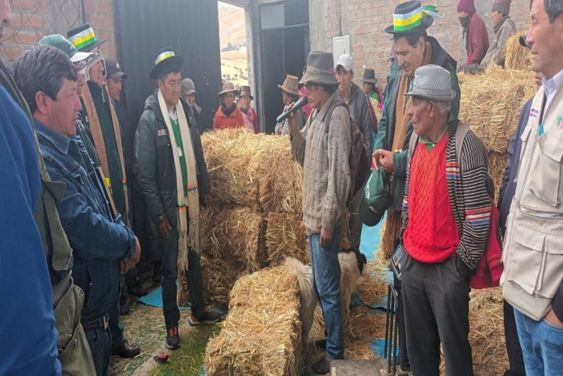 Midagri distribuye alimento suplementario para ganado en Apurímac, Cusco y Huancavelica