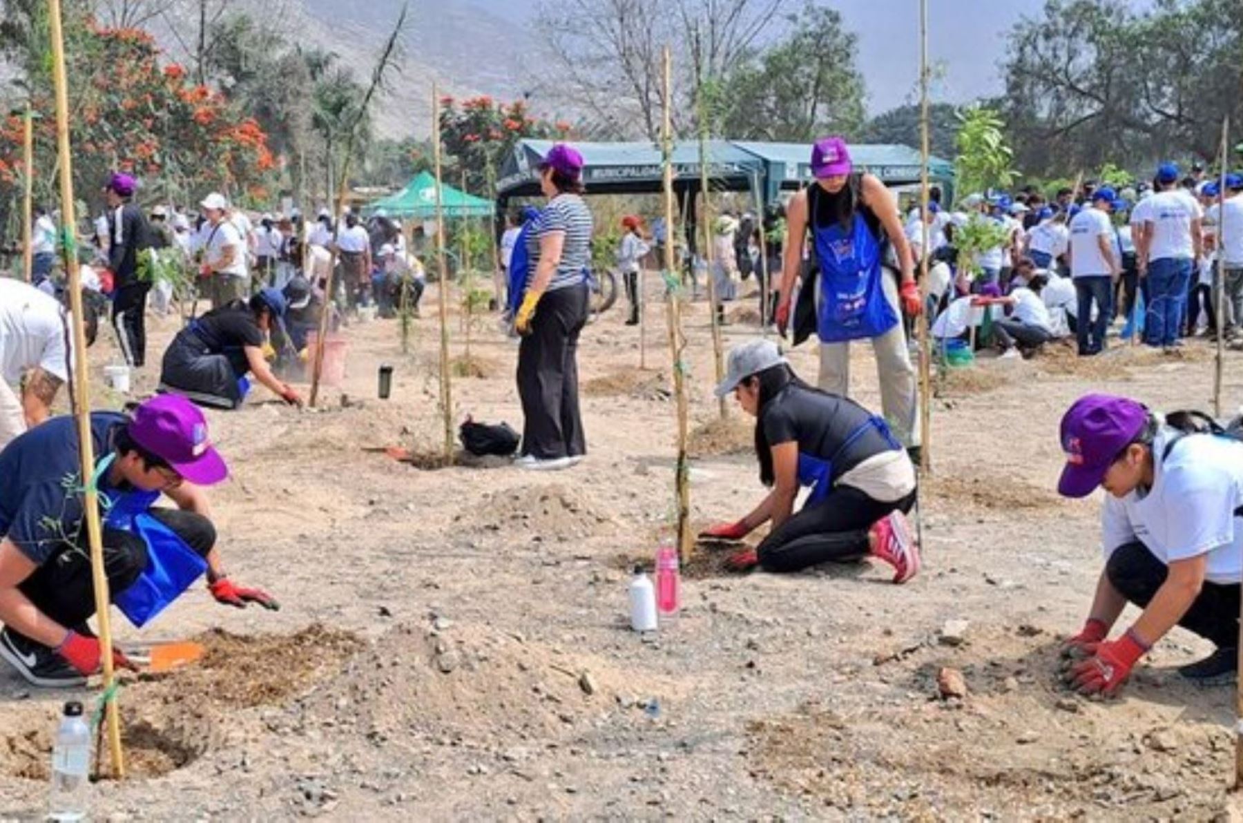 Campaña de arborización del Minam. ANDINA/Difusión