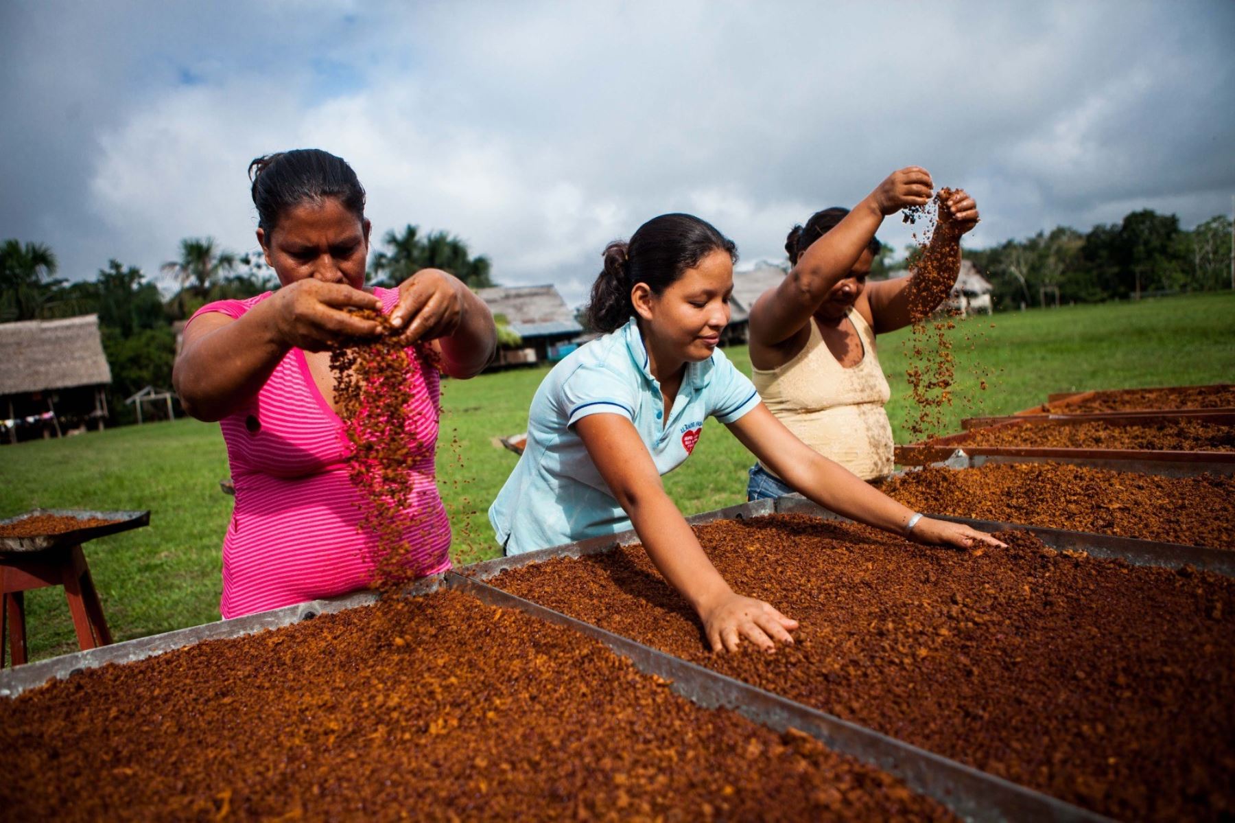 La cosecha y transformación del cacao en chocolate forma una cadena productiva en el país. ANDINA/Difusión