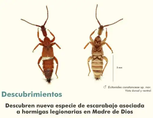Una nueva especie de escarabajo fue descubierta para la ciencia por investigadores peruanos y extranjeros en Madre de Dios.