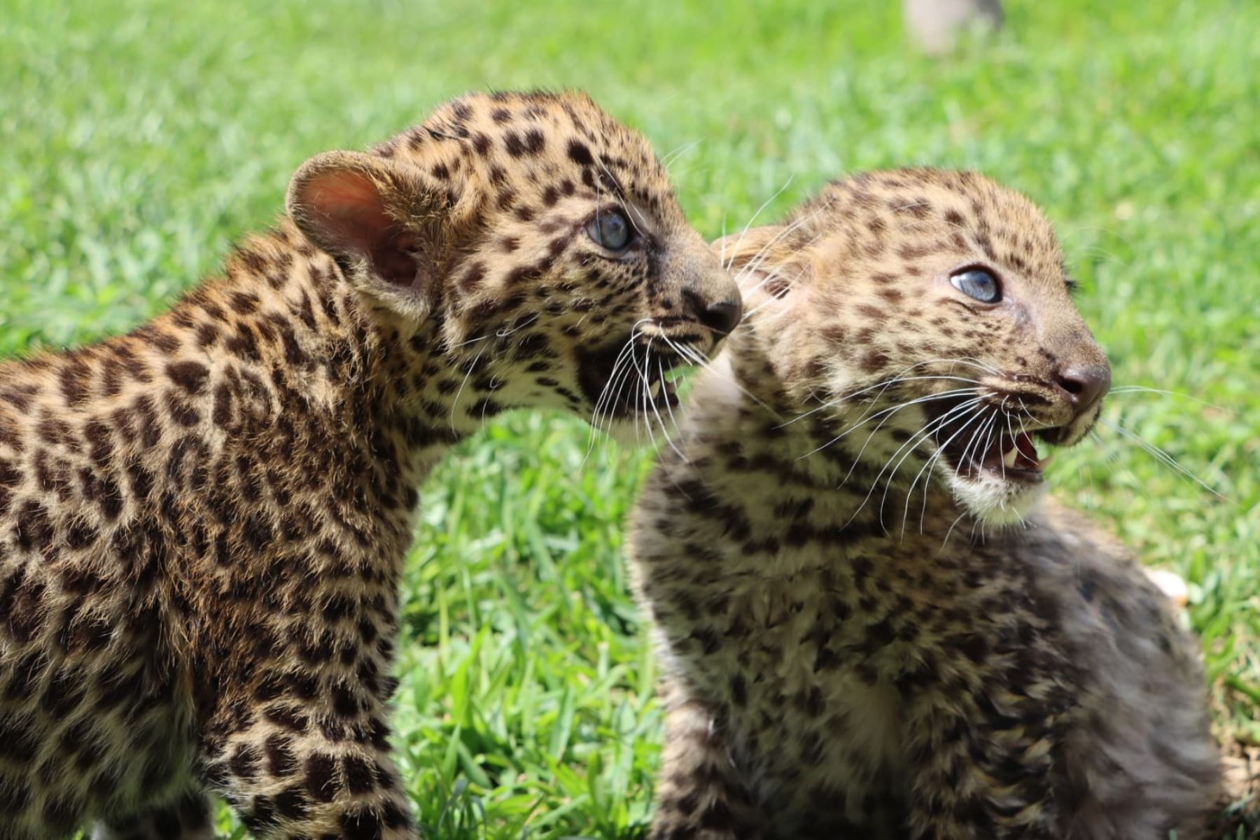 Nacen crías de leopardo en el Parque de las Leyendas. Foto:ANDINA/difusión