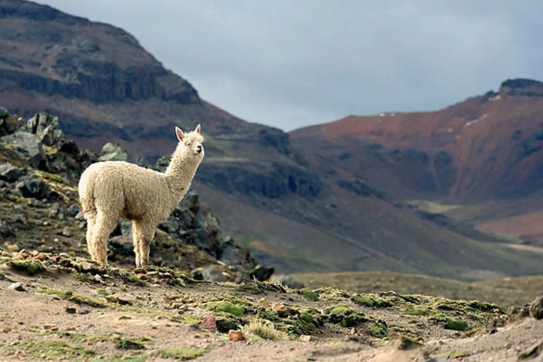 La naciente del río Amazonas, alrededor del nevado Mismi, en Arequipa, podría convertirse en área natural protegida.