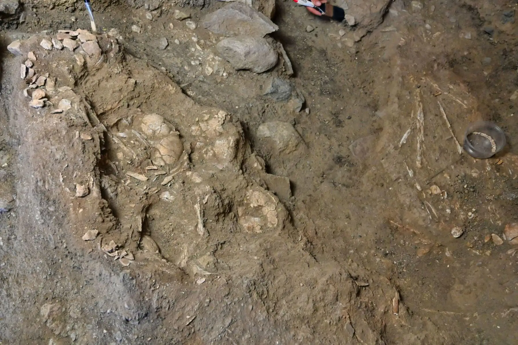 Los cráneos están de momento mezclados con barro en lo que se interpreta como un ritual funerario que los arqueólogos que trabajan en Montegrande no imaginaban que existiera. Foto: Difusión