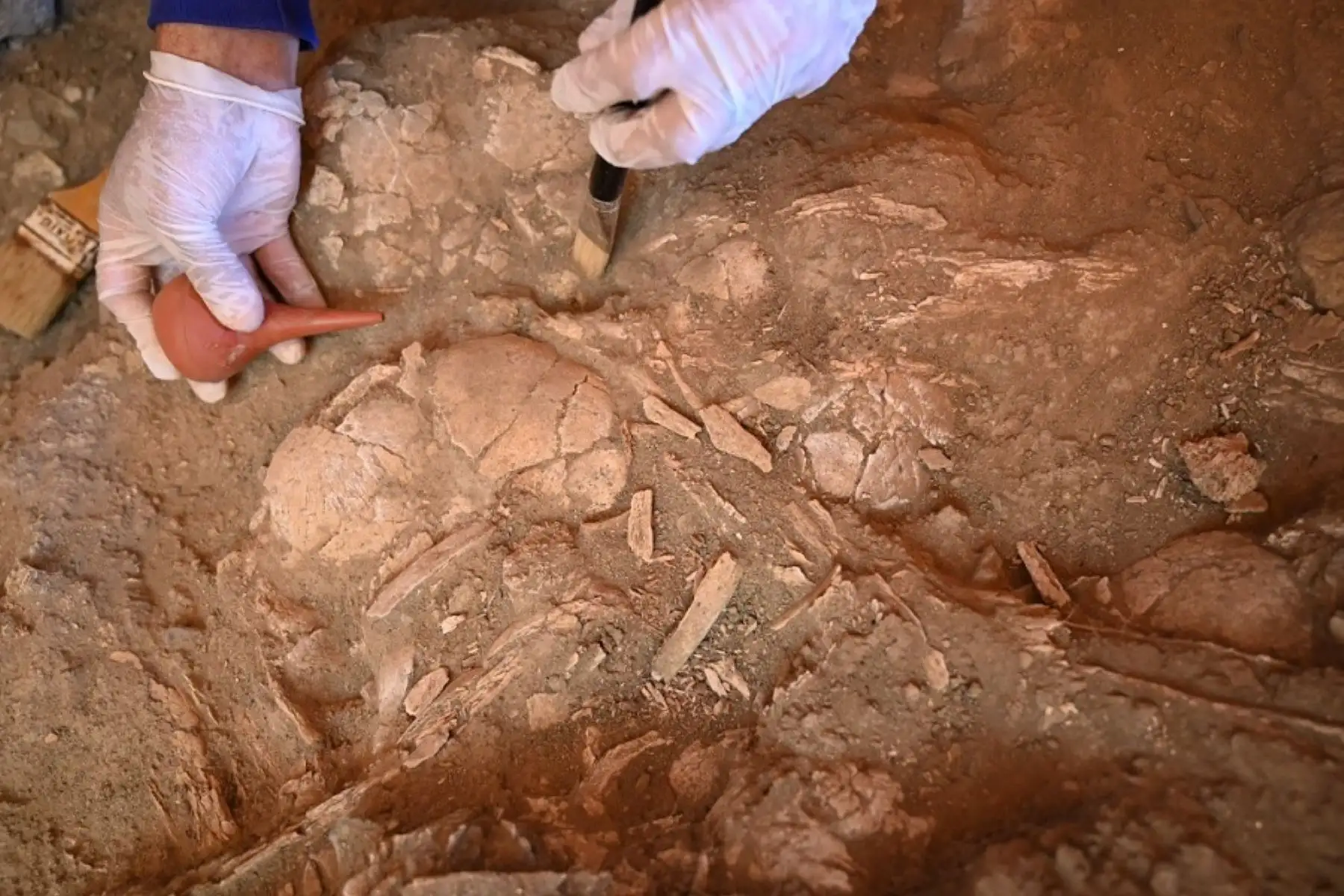 El equipo de arqueólogos liderados por Quirino Olivera acaba de encontrar siete cráneos humanos fragmentados y aplastados cerca del templo cuya arquitectura tiene forma de espiral hecha de piedras y que cubre este espacio funerario prehispánico, debajo de la cual se encontraría la tumba de un personaje de la más alta jerarquía religiosa. Foto: Difusión