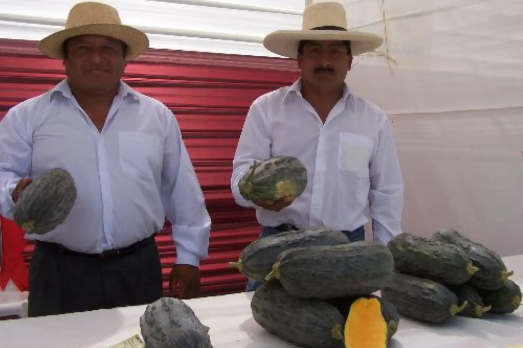 El loche es un ingrediente ancestral oriundo de la región Lambayeque, que es utilizado en la preparación de diversos potajes. Foto: ANDINA/Difusión