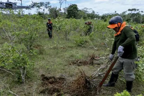Más de 16 mil hectáreas de cultivos ilegales de coca fueron destruidas por el programa Corah del Mininter

Foto: ANDINA/Difusión