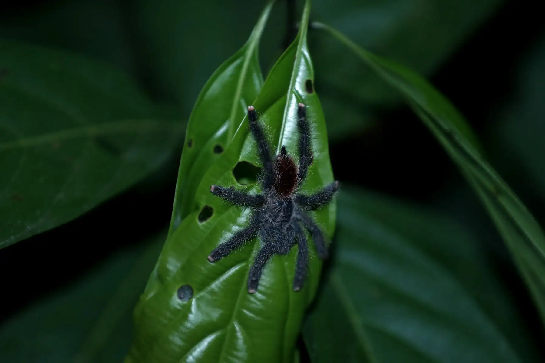 La fauna de la Reserva Nacional Pacaya Samiria de Loreto también se caracteriza por su gran variedad de insectos, entre las que destacan las tarántulas, las arañas, los ciempiés, las cigarras, los saltamontes y las mariposas exóticas, entre otros. Foto: ANDINA/Daniel Bracamonte