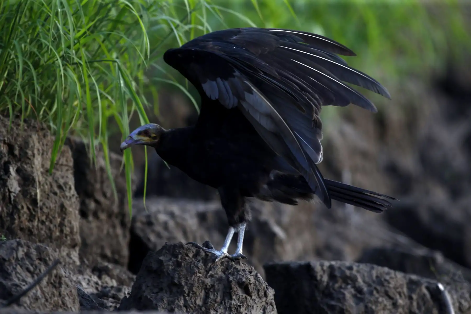 El gallinazo de cabeza ploma, un ave bastante común dentro de la fauna silvestre en la Reserva Nacional Pacaya Samiria, ubicada de Loreto. Foto: ANDINA/Daniel Bracamonte